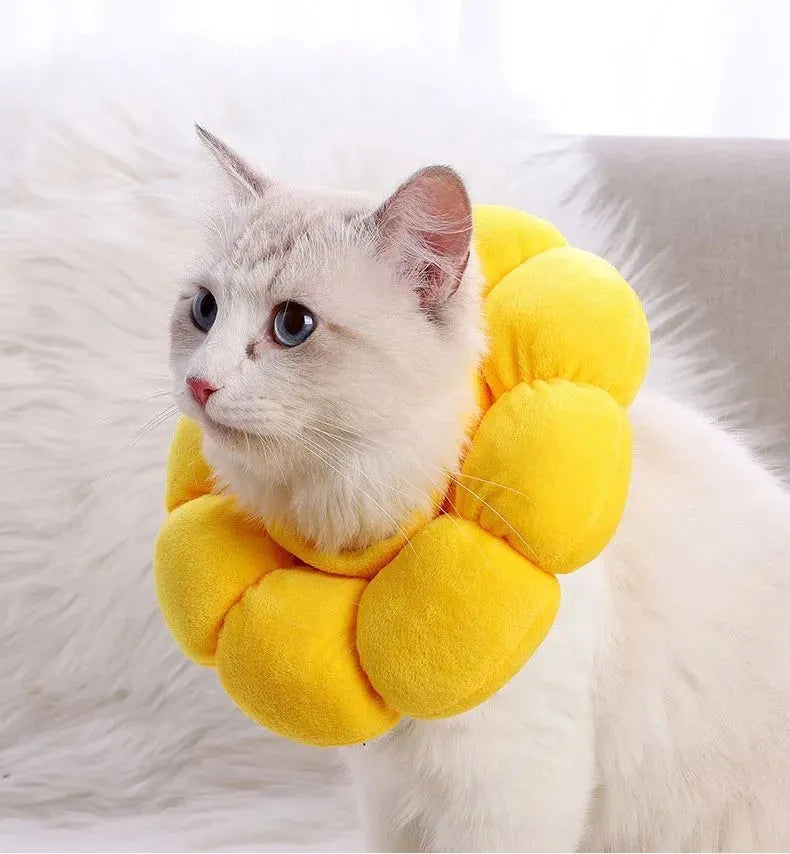 Soft cotton anti-lick recovery collar for a small dog or cat after surgery.