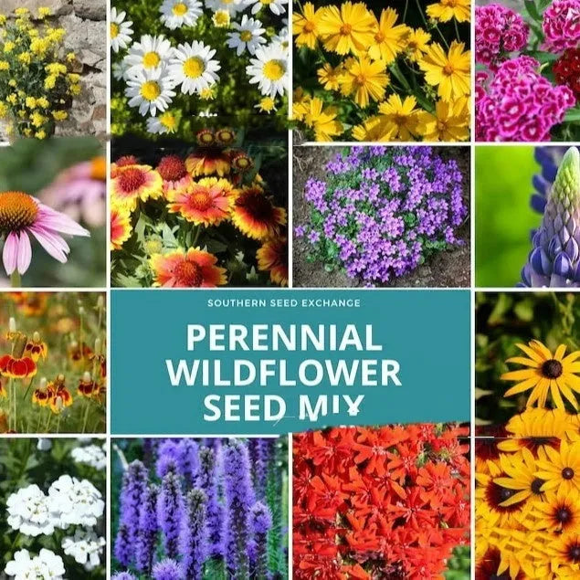 Packet of mixed wildflower seeds containing Purpleflower Holly Leaf, a cold and drought resistant grass variety.