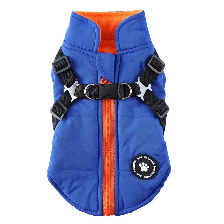 Dog wearing a blue chest strap jacket with cotton padding and a secure buckle fastening.