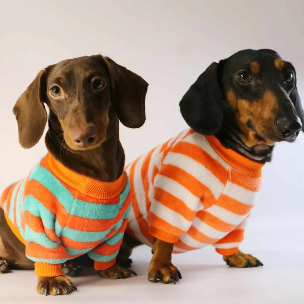 Pet dog wearing orange and white striped casual sweatshirt with round neck