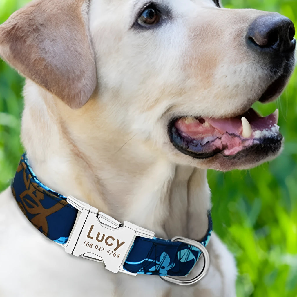 Adjustable polypropylene dog collar with plastic buckle in three colour options