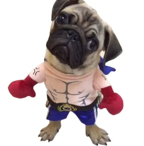 Blue boxer cat costume for cats in size S to XL made from polyester