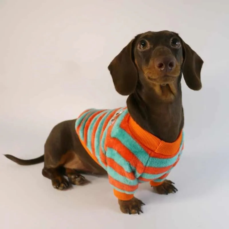 Pet dog wearing orange and white striped casual sweatshirt with round neck