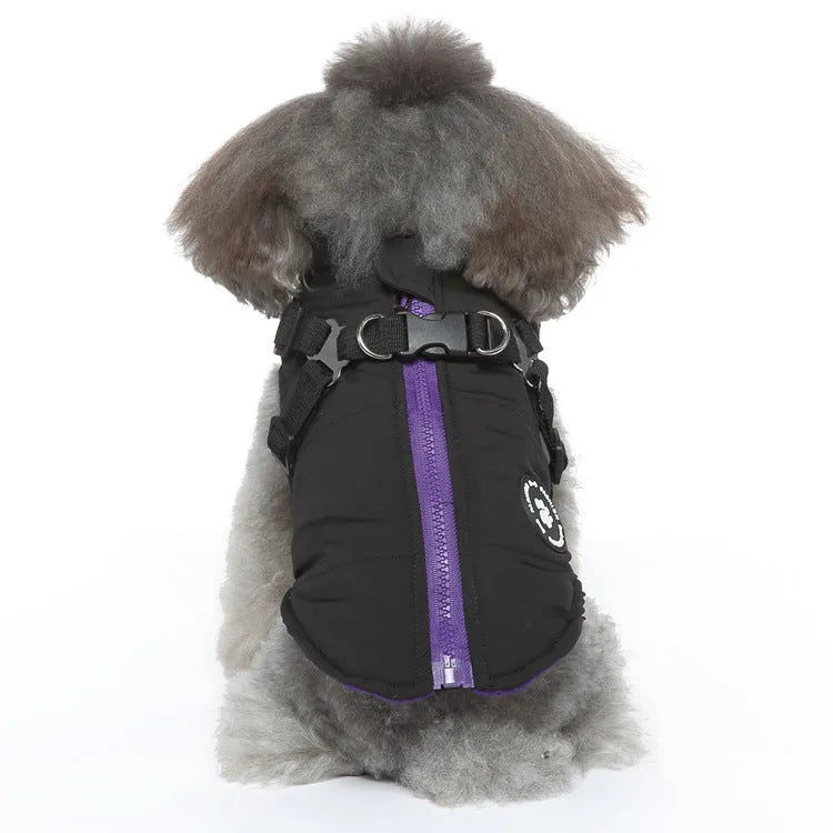 Dog wearing a blue chest strap jacket with cotton padding and a secure buckle fastening.