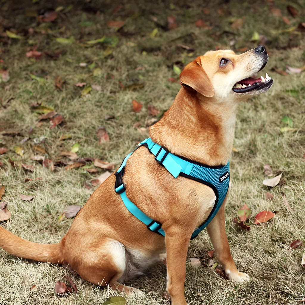 Mesh I-shaped reflective dog harness in blue with polyester rope on white background