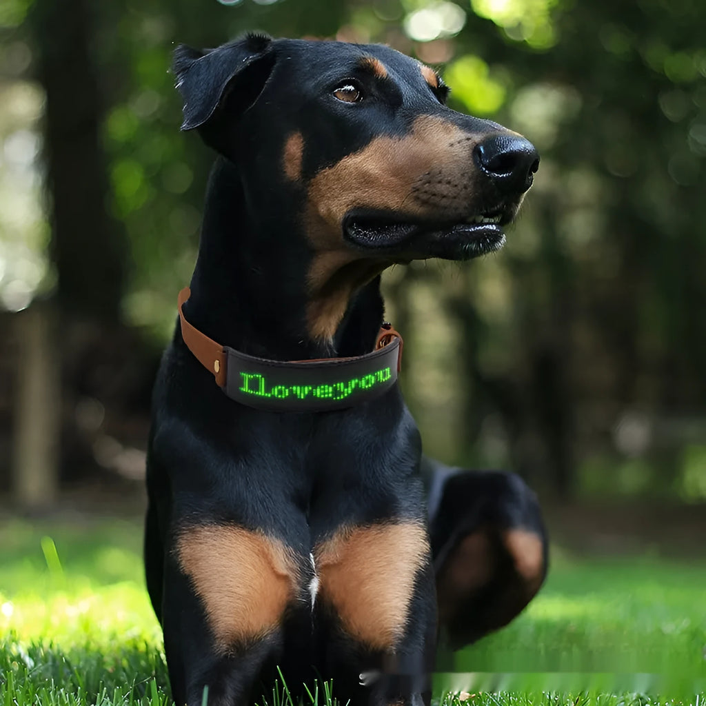 LED display collar dog harness in leather with four-color light for pet safety