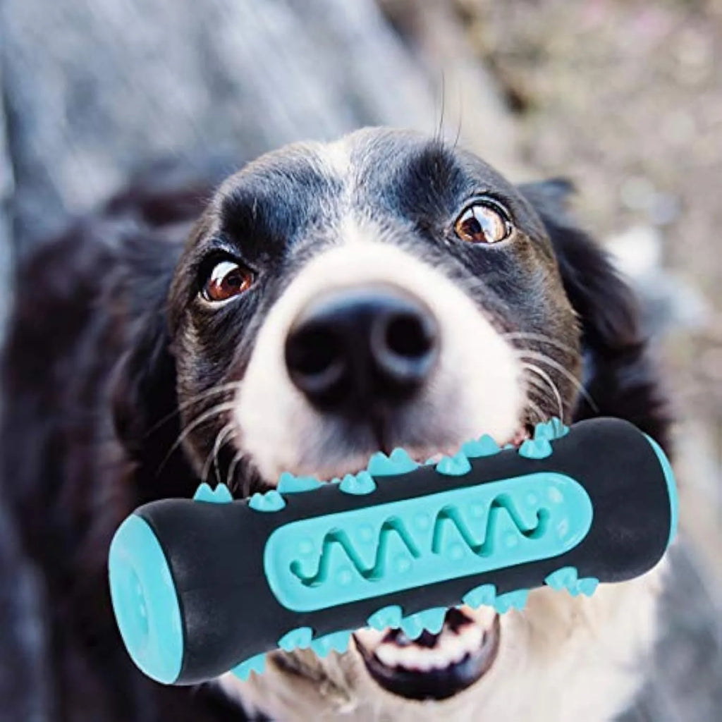 Natural rubber dog toothbrush chew toy with silicone cleaning bristles in multiple colour options