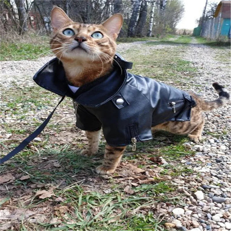 Small dog wearing an embroidered eagle faux leather jacket in chocolate brown, standing on a wooden floor