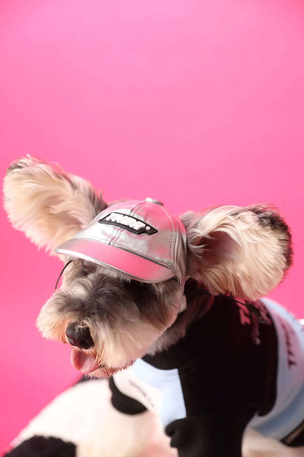 Cotton dog clothes stitching zipper pullover sweater in pink and blue sizes XS to XXL on a small dog