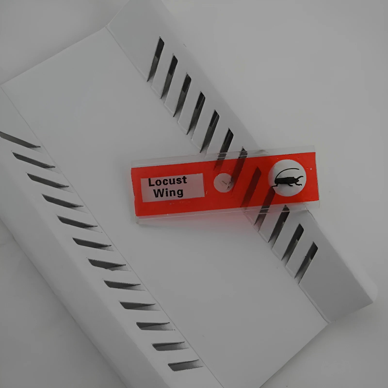 48 plastic microscope slides with plant and animal specimens in colour-coded boxes for children's science observation