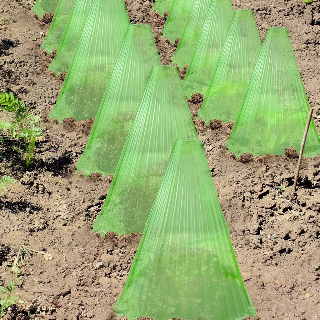 Reusable square bell jar plastic plant cover protecting a young plant in garden soil