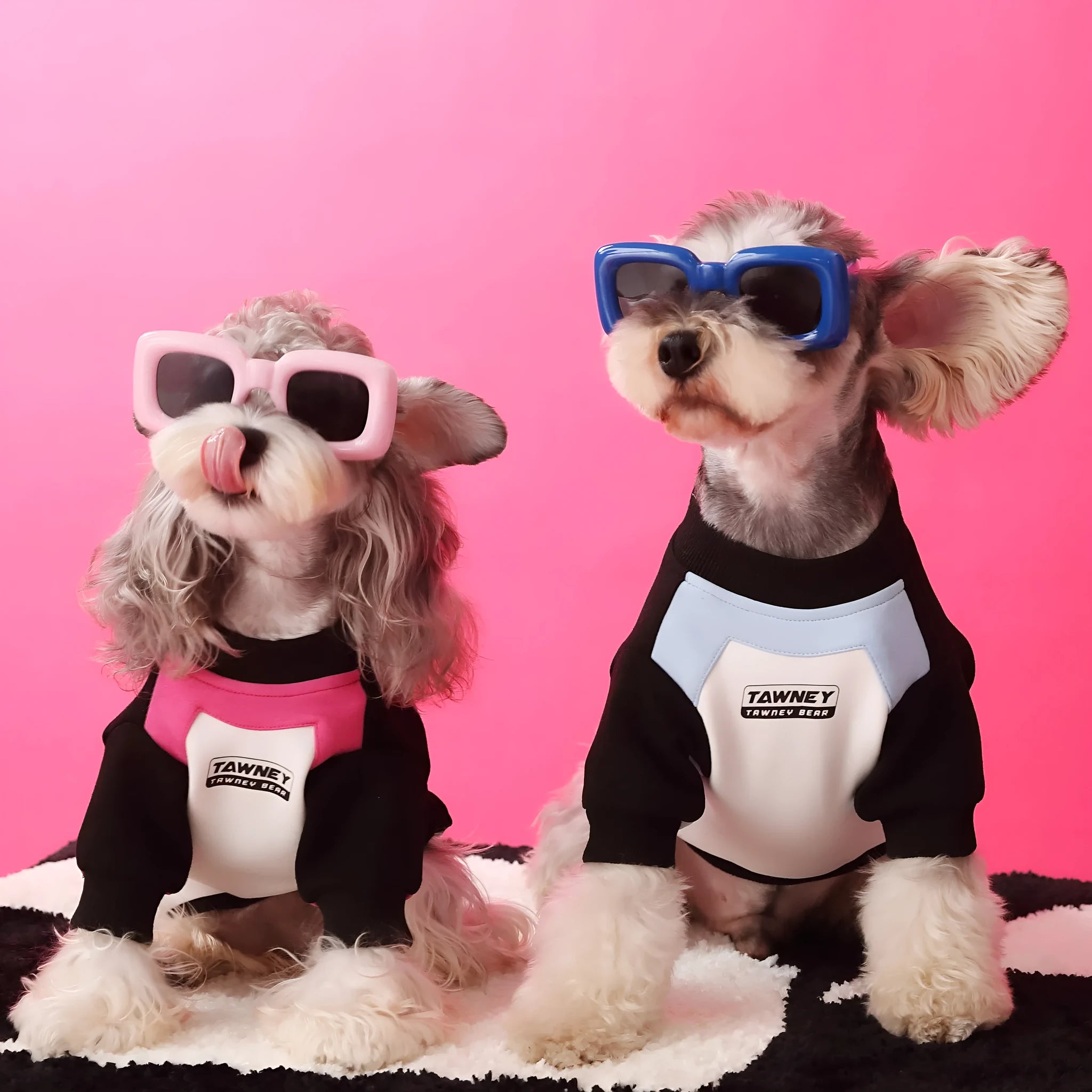 Cotton dog clothes stitching zipper pullover sweater in pink and blue sizes XS to XXL on a small dog