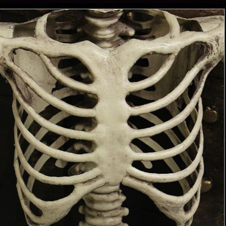 Full-size 170cm plastic skeleton prop with detailed skull and bone simulation on a white background.
