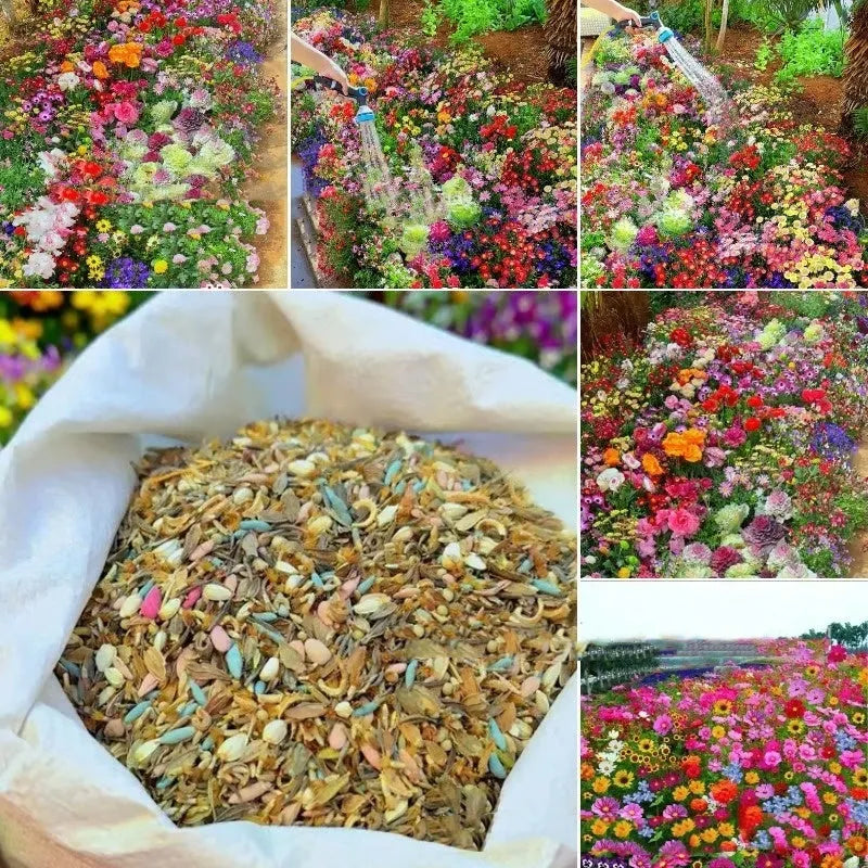 Packet of mixed wildflower seeds containing Purpleflower Holly Leaf, a cold and drought resistant grass variety.