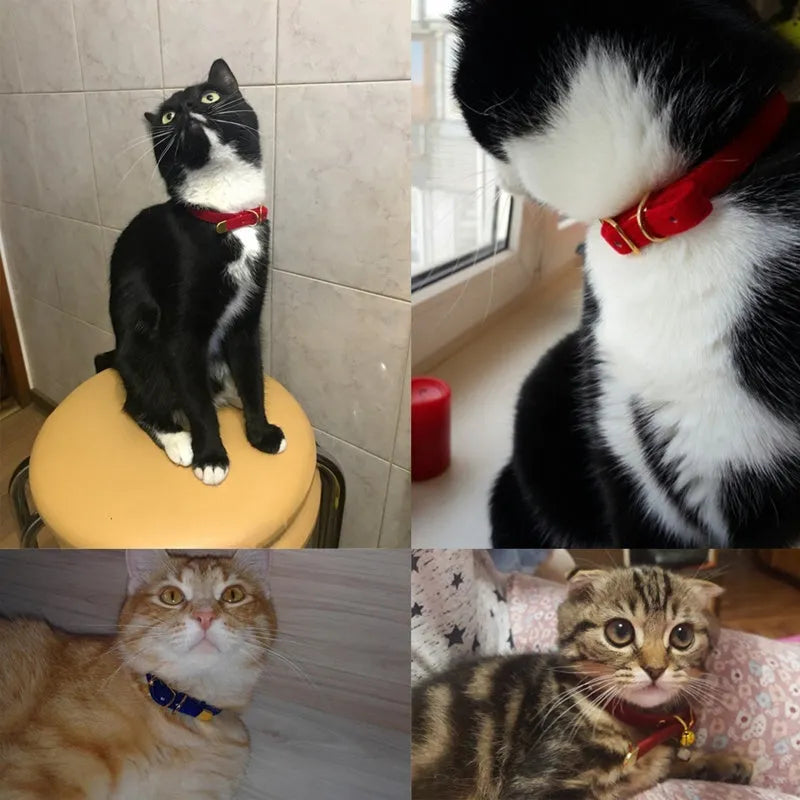 Soft flocking cat collar for small to medium cats in Blue colour on a white background