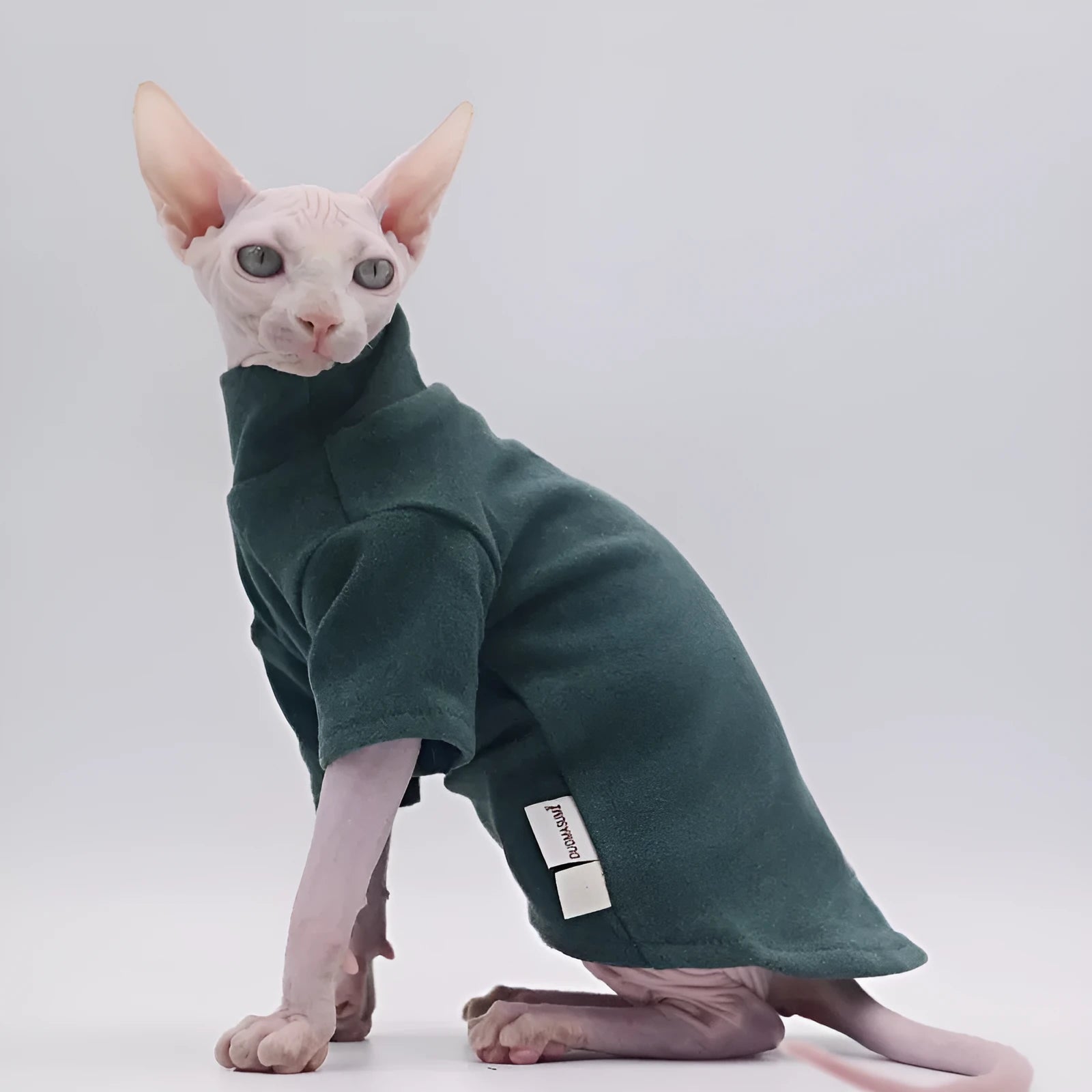 Hairless cat wearing a polar fleece hoodie in autumn winter colours black gray green purple with hood up