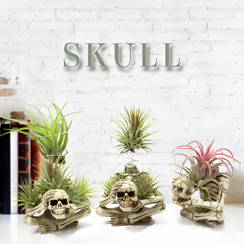 Gothic skull-shaped resin bracket for Tillandsia air plants on a wall.