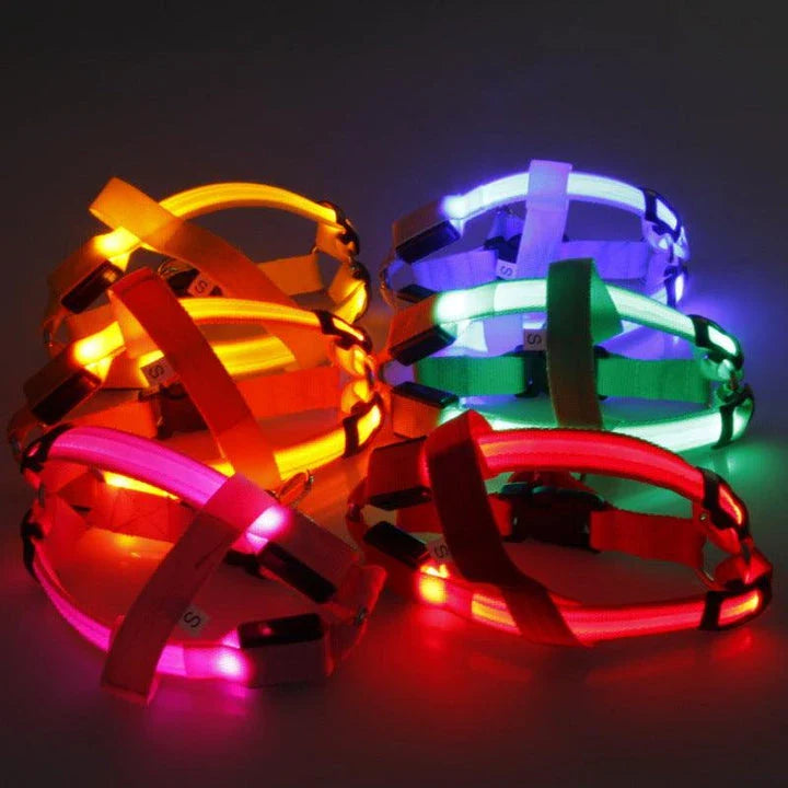 Brilliant luminous dog harness with adjustable nylon design and battery-powered lighting for enhanced visibility during walks and outdoor activities