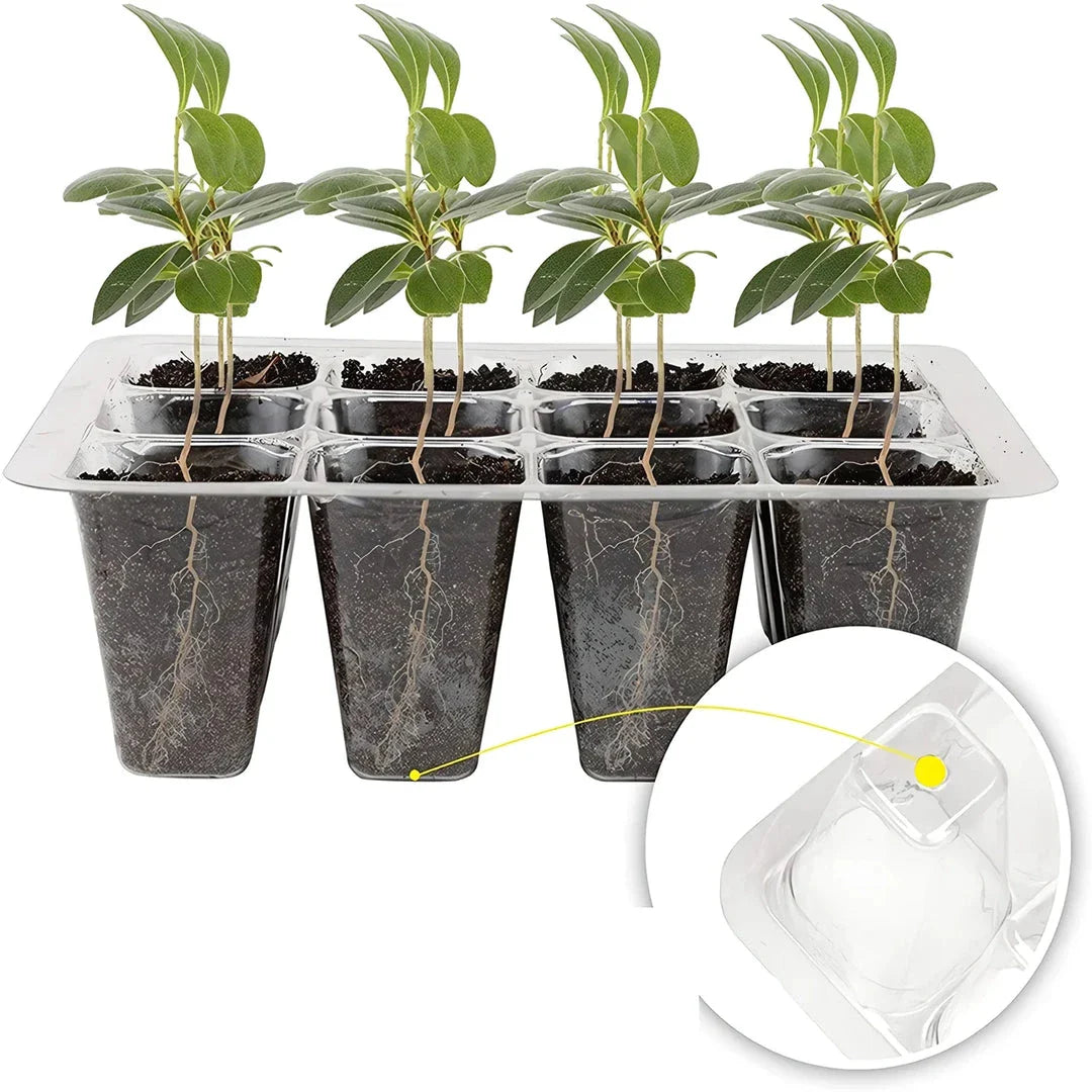 A transparent 12-cell seedling tray with a humidity dome and drainage holes, perfect for growing a variety of plants from seeds.