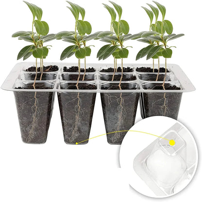 A transparent 12-cell seedling tray with a humidity dome and drainage holes, perfect for growing a variety of plants from seeds.
