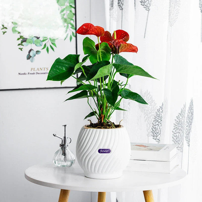 Handmade self-watering planter with modern, sleek design for indoor gardening in New Zealand homes and offices