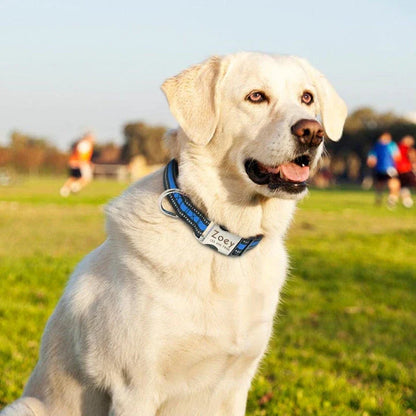 Striped reflective dog collar in vibrant red color, designed for the active New Zealand lifestyle