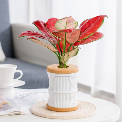 Transparent Mini Hydroponic Flower Pot with Soft White Cap for Indoor Gardening and Aquarium Display