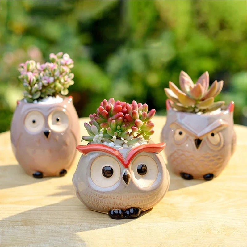 Charming Owl Ceramic Planter, a beautiful and adorable addition to Kiwi homes and offices