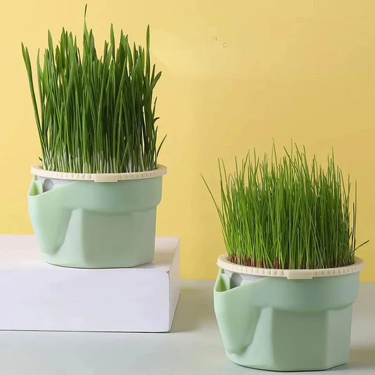 Hierarchical Cat Grass Cultivation Cup with grid design for optimal water contact and easy-to-clean construction