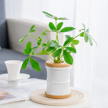 Transparent Mini Hydroponic Flower Pot with Soft White Cap for Indoor Gardening and Aquarium Display