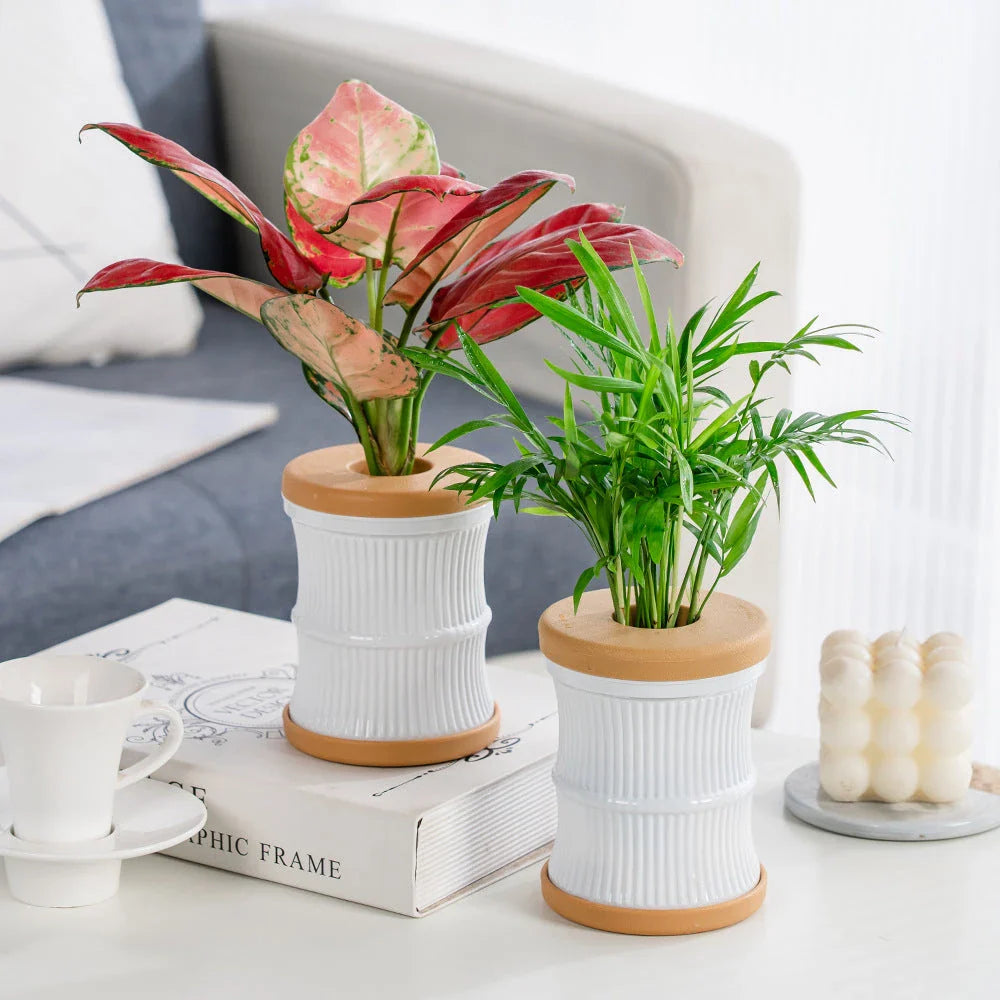 Transparent Mini Hydroponic Flower Pot with Soft White Cap for Indoor Gardening and Aquarium Display