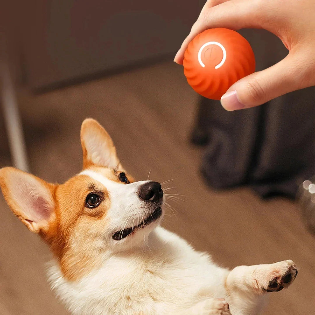 Clever Kiwi Interactive Smart Dog Toy Ball - Automatic Bouncing Ball for Kiwi Pups