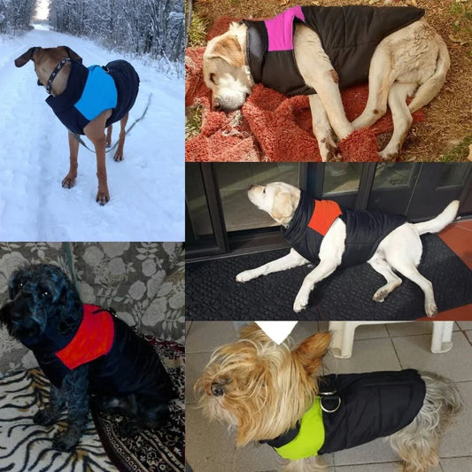 A durable, insulated, and reflective waterproof winter vest for dogs, designed to keep Kiwi pups warm and dry during outdoor activities in New Zealand.