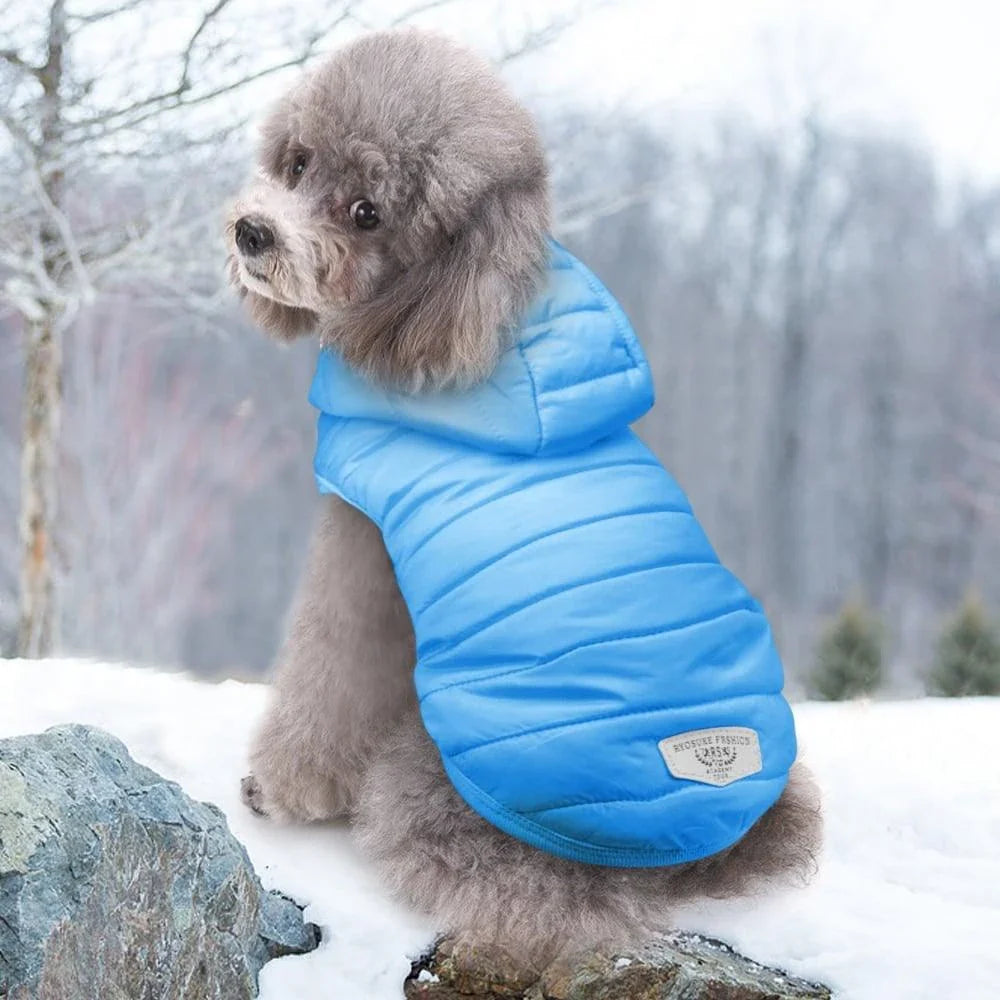 A cozy, hooded cotton dog coat in blue, designed to keep small Kiwi pups warm and comfortable during the autumn and winter seasons.