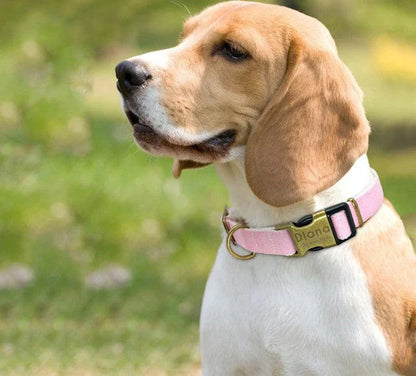 Vibrant pastel dog collar made of premium nylon with adjustable sizing to fit Kiwi pups of all shapes and sizes