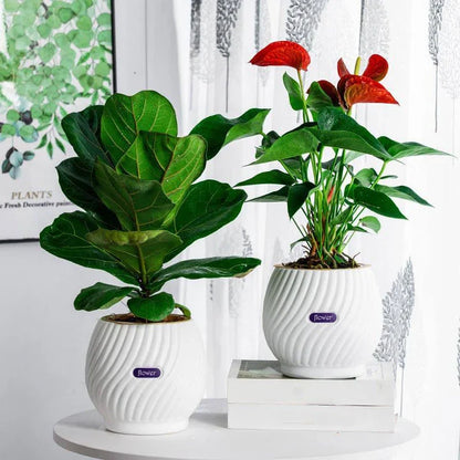 Handmade self-watering planter with modern, sleek design for indoor gardening in New Zealand homes and offices