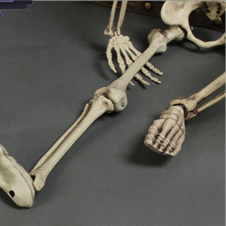 Full-size 170cm plastic skeleton prop with detailed skull and bone simulation on a white background.