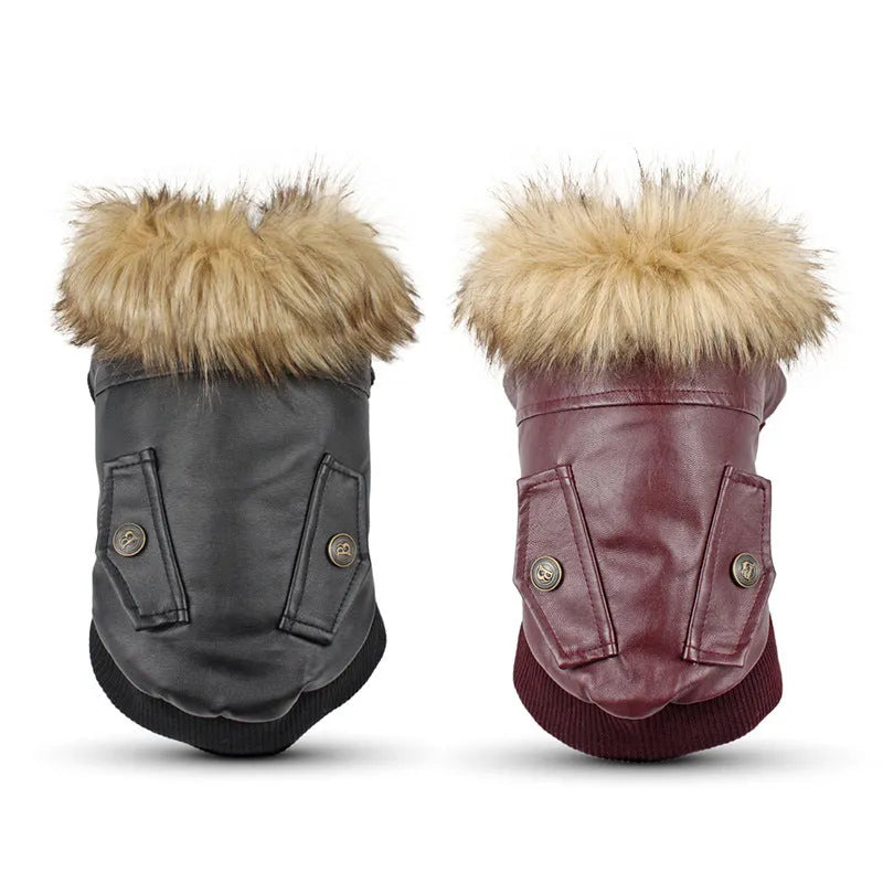 British style black leather dog coat with a white faux fur collar on a dog.