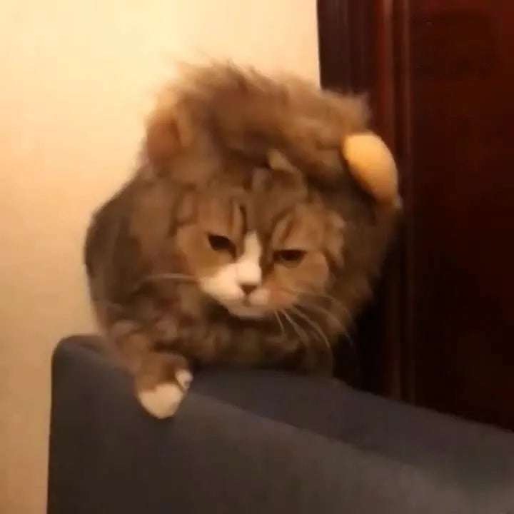 Pet cat wearing lion mane headgear wig hat in black colour for funny costume dress up