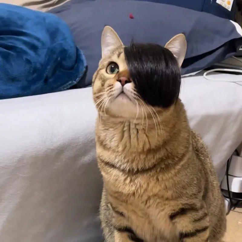Black fox-style cat wig with imitation braid for pet dress up