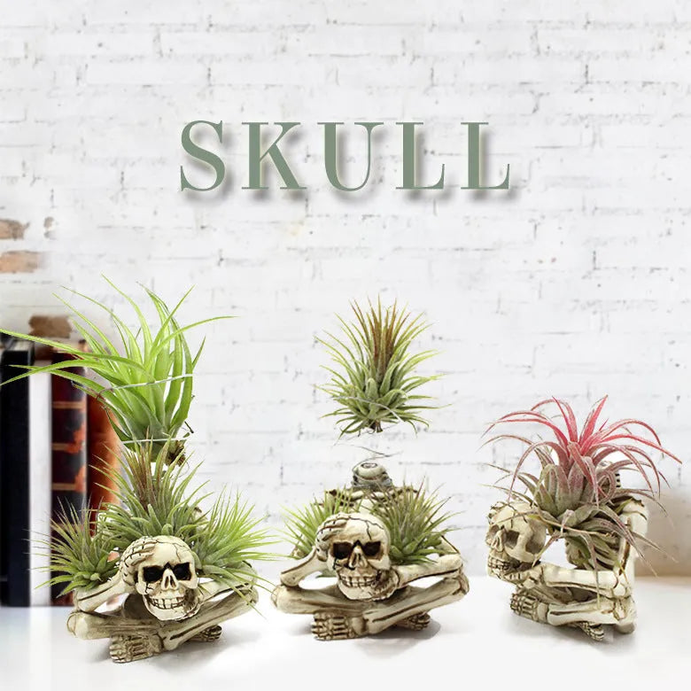 Gothic skull-shaped resin bracket for Tillandsia air plants on a wall.