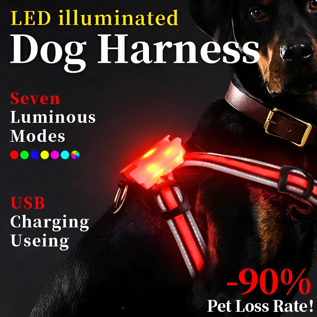 LED dog walking vest with seven-colour optical fibre light and explosion-proof straps on a dog outdoors at night