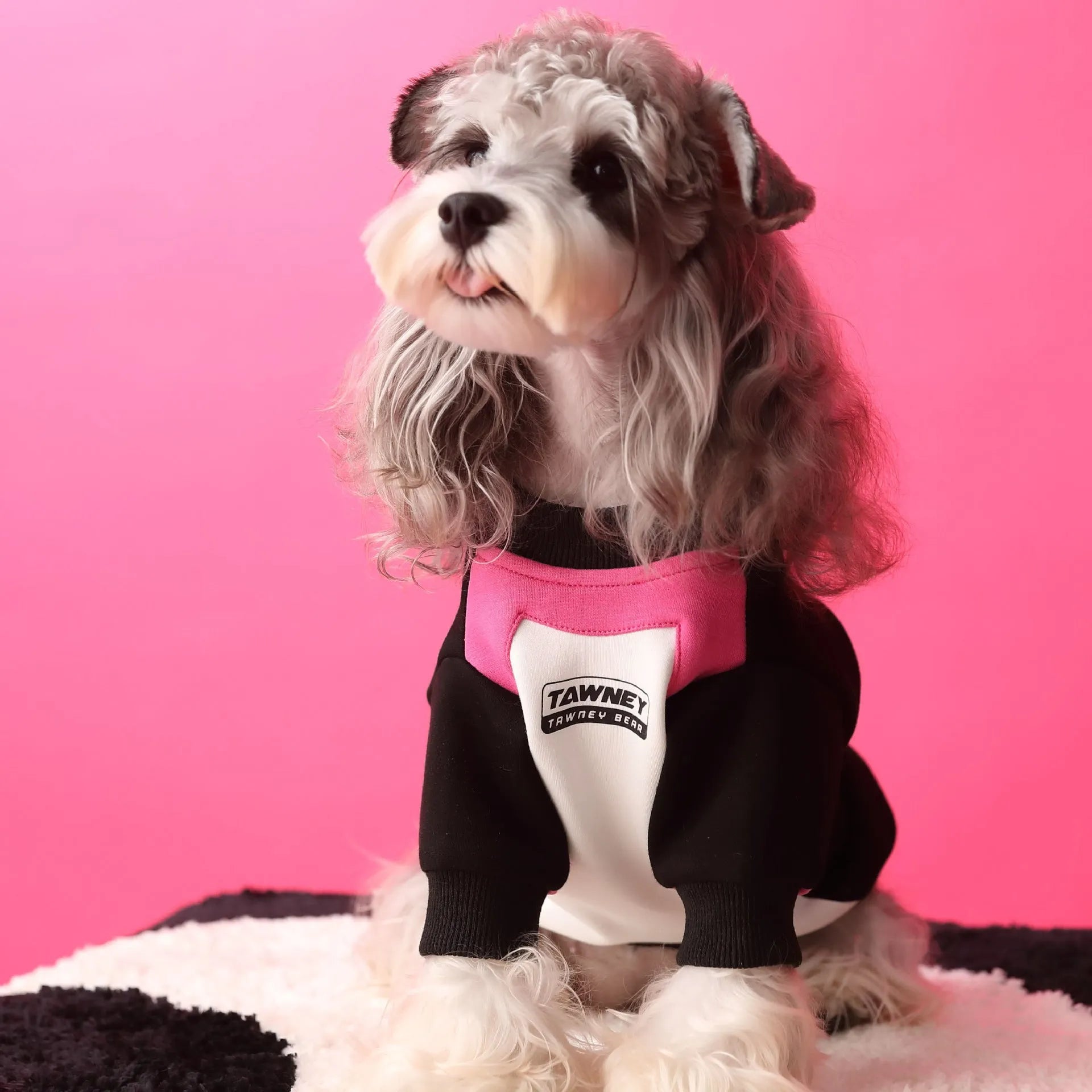 Cotton dog clothes stitching zipper pullover sweater in pink and blue sizes XS to XXL on a small dog