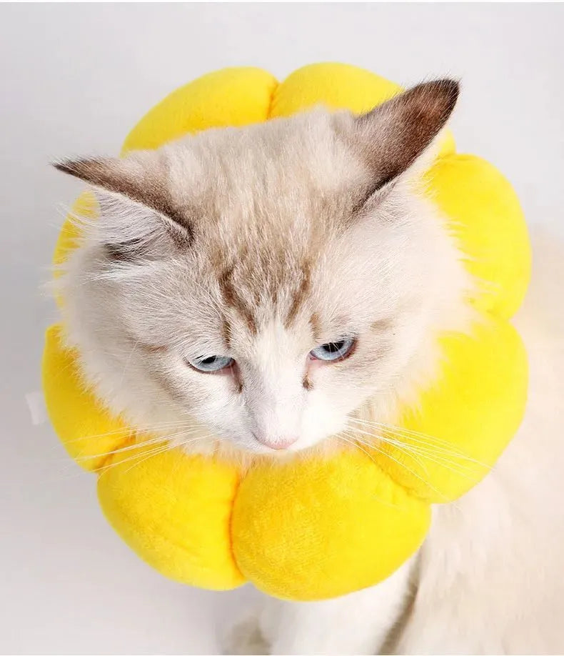 Soft cotton anti-lick recovery collar for a small dog or cat after surgery.