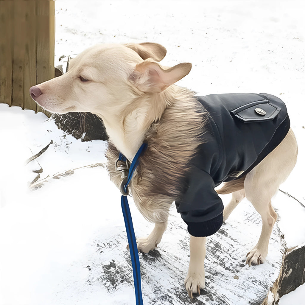British style black leather dog coat with a white faux fur collar on a dog.