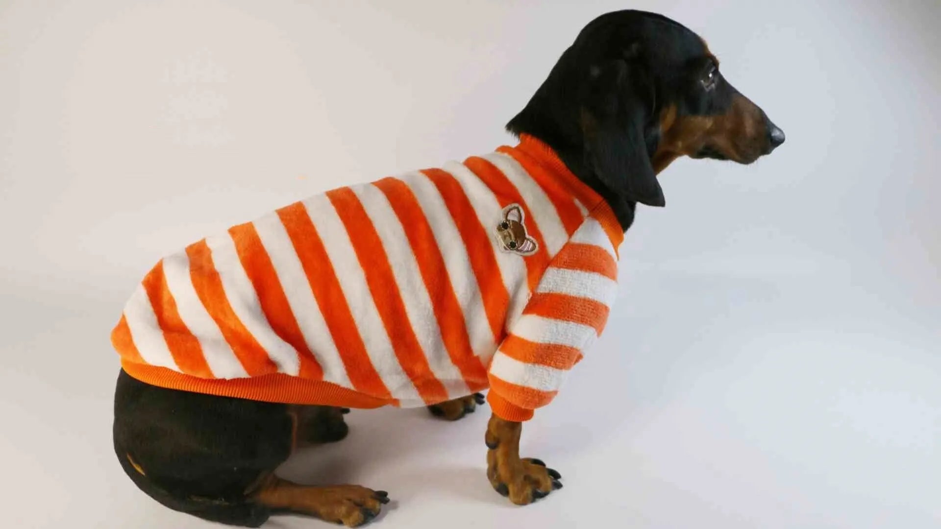Pet dog wearing orange and white striped casual sweatshirt with round neck