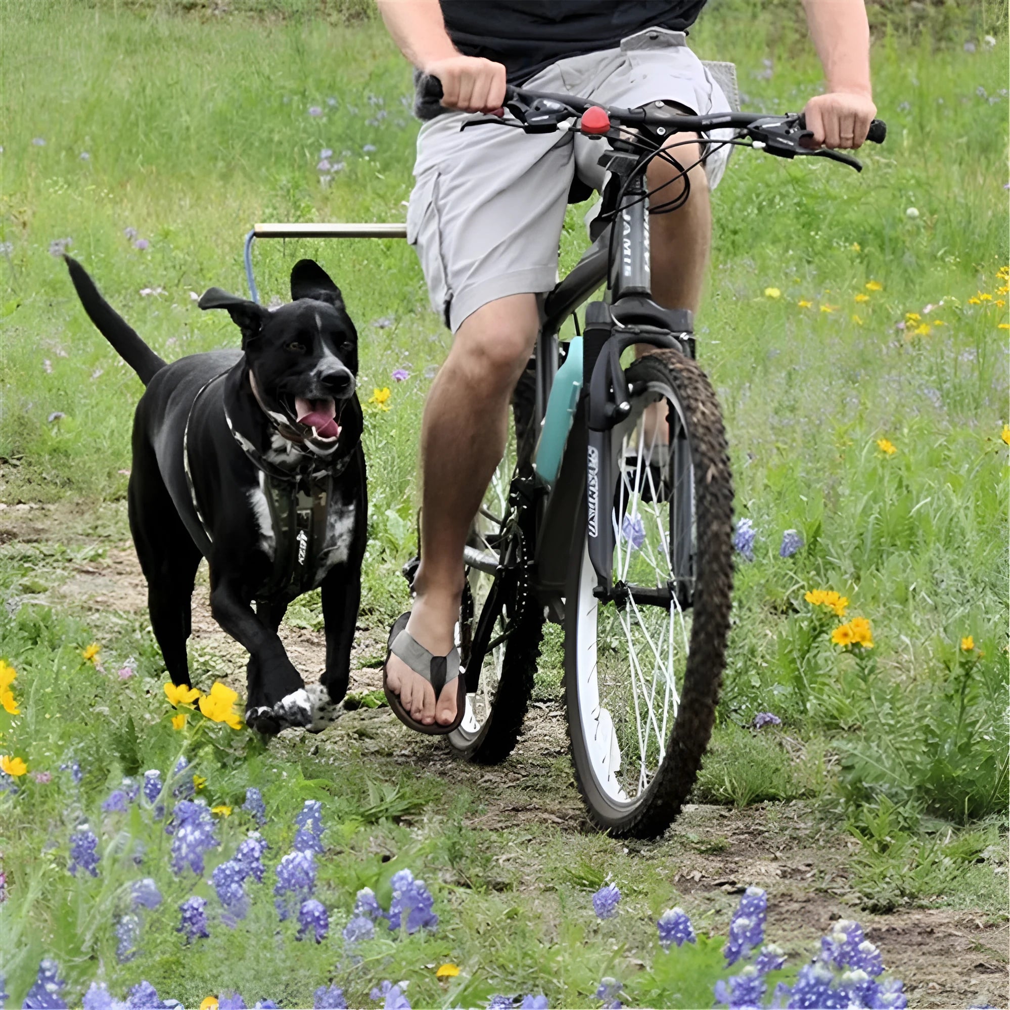 Black bicycle dog walker with detachable traction chain and dual disc brakes on 24x15 hard frame