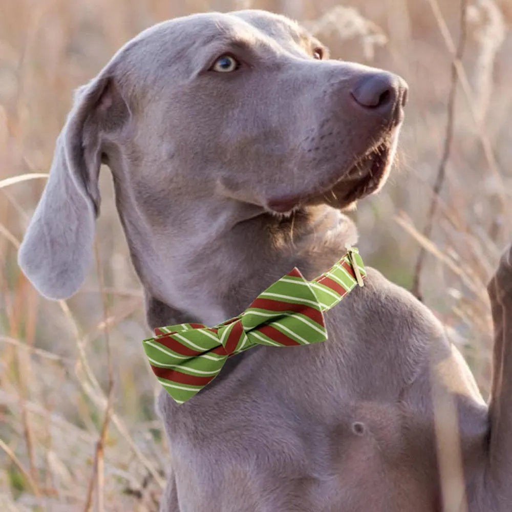 Striped green and red adjustable dog collars with a bow knot accessory on a white background.