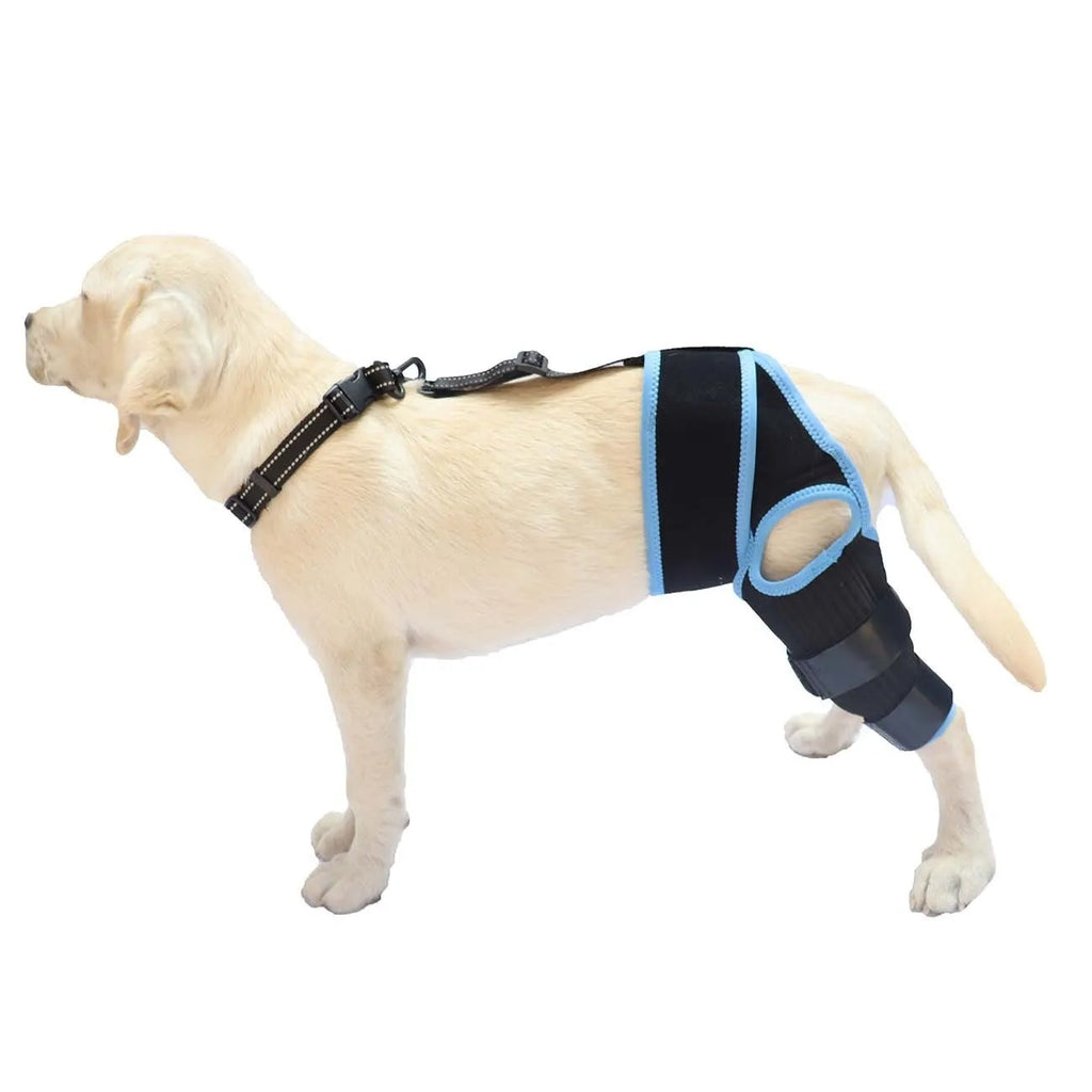 Neoprene dog hind leg knee brace assist strap in collar black colour showing adjustable design for pet leg support