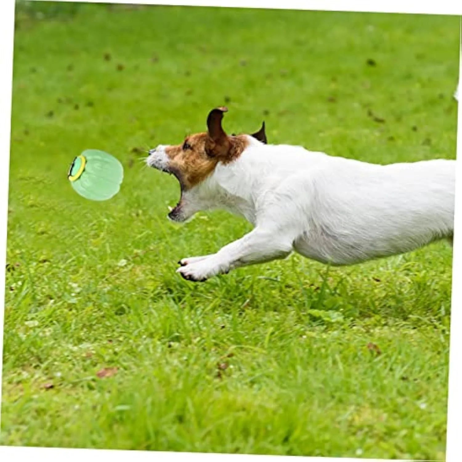 Green, orange, and yellow 69mm Halloween pumpkin dog training ball with squeaker